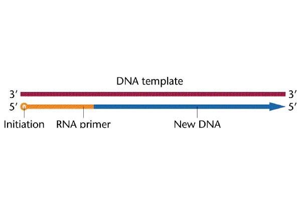 DNA Sentezinin Başlaması İçin RNA Primerine Gereksinim Vardır DNA pol III ün polinükleotid zincirini uzatması için 3 OH grubuna ihtiyacı vardır.