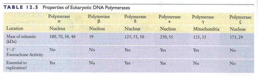 6 farklı ökaryotik DNA polimeraz vardır DNA polimeraz α, δ (delta) ve ε ökaryotik çekirdek DNA sı replikasyonu için