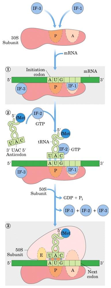 Sentezin başlaması Bakteriyel ribozomda amino açil trna ların bağlandığı üç bölge vardır: Amino açil veya A bölgesi, P bölgesi, E (çıkış) bölgesi 1.