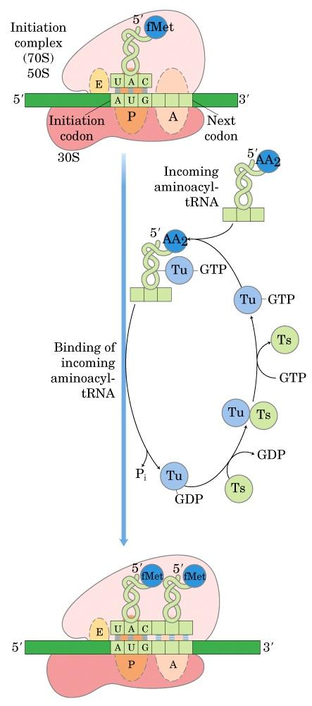 Zincir uzaması: İlk basamak (ikinci amino açil trna nın bağlanması ) İkinci