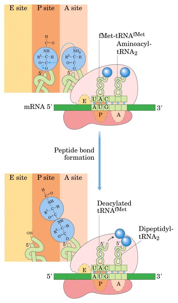 Uzama, İkinci basamak: Peptid bağı oluşumu A bölgesinde Dipeptit bağı oluşur (Peptidil transferaz aktivitesi); Yüksüz trna, E bölgesine hareket eder ve