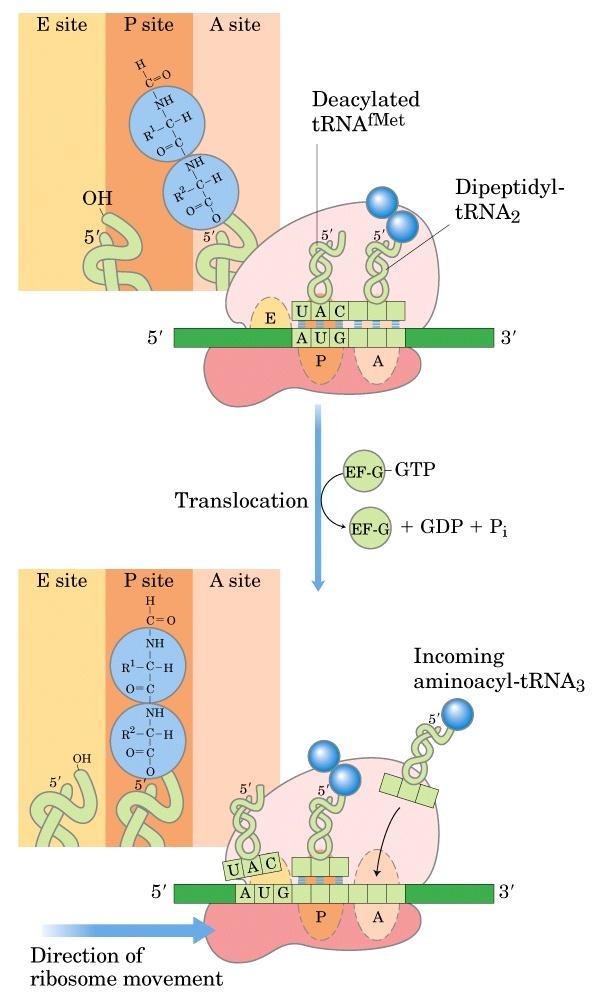 Uzama, üçüncü basamak: translokasyon EF-Tu +GTP + trna A bölgesine yerleşir, EF-Tu girişi kolaylaştırır; Peptid bağı oluşumu ile tripeptid elde