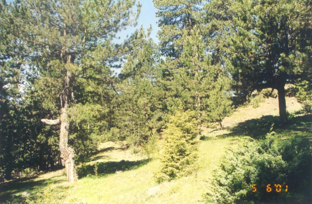 10.2.1.Birlik: Falcario-Pinetum pallasianae Ketenoğlu 1983 (Çizelge 10.4 ) Birliğin karakter ve dominant türü olan Pinus nigra subsp.