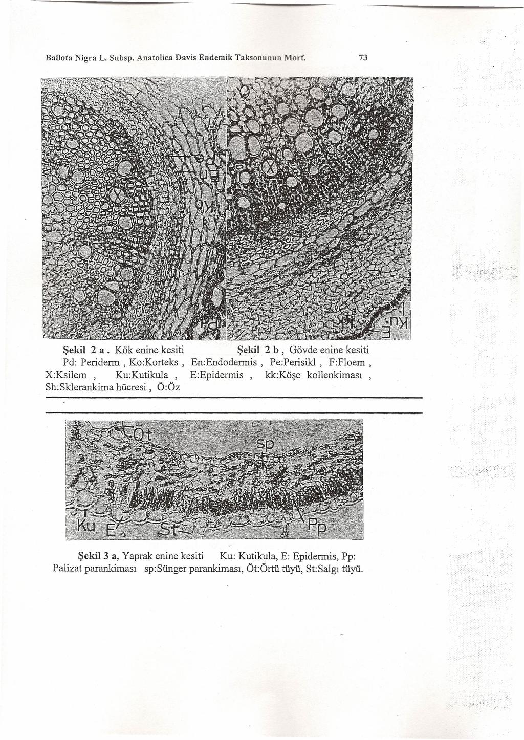 Balıota Nigra L. Subsp. Anatolica Davis Endemik Taksonunun Morf. 73 Şekil 2 a.