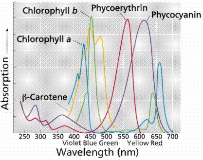 FİKOBİLİNLER Düz zincirli tetrapiroller Hemoglobin Bilin Pigment maddesi (kromofor)+ protein Fikoeritrin, fikosiyanin,