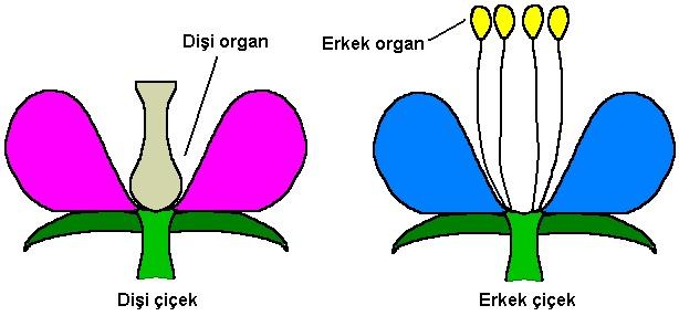 Ayrıca bu b 㟀 lglere ek olarak eğer eks 㟀 k ç 㟀 çek yapısında sadece erkek organ bulunduruyorsa erkek ç 㟀 çek, d 㟀 ş 㟀 organ bulunduruyorsa d 㟀 ş 㟀 ç 㟀 çek olarak adlandırılır.