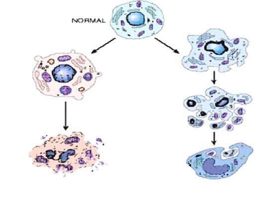 Apoptotik cisim Enzimatik sindirim ve hücresel içeriğin dışarı sızması NEKROZİS Fagosit APOPTOZİS Apoptotik hücre ve fragmanların fagısitozu Şekil 14: Apoptozis ve nekrozisin şematik görüntüsü (189)