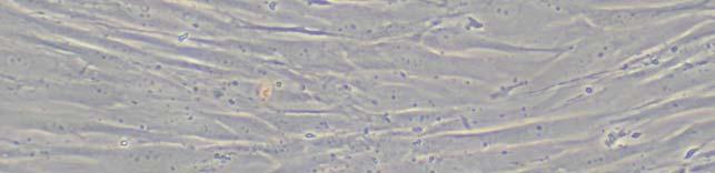 3T3 fare fibroblast hücre kültürünün hazırlanması; Araştırmada kullanılan 3T3 devamlı hücre hattı Ankara Şap Enstitüsü Hücre Kültürü Kolleksiyonu (HÜKÜK) ndan elde edildi.