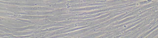 25 µg/ml) olan hücre besiyerinde üretilerek uygun pasajlara getirildi.