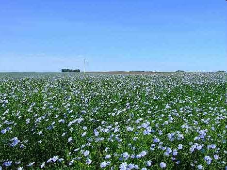 Keten (Linum usitatissimum) Genelde Mart-Mayıs aylarında ekilir ve türüne bağlı olarak 1 metreye kadar büyüyebilir.