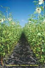 Kenaf (Hibiscus cannabinus) Afrika orjinlidir. Afrika ve Asya nın tropikal bölgelerinde yetişir. Kenaf yılda 2-3 kez ekilebilir. Kenaf 4 5 ay içerisinde 4 6 m boya erişir.