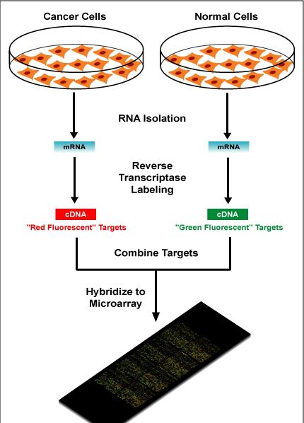 İncelenecek örnek (kan, beyin omurilik sıvısı, tümör gibi değişik dokulardan elde edilen DNA veya RNA