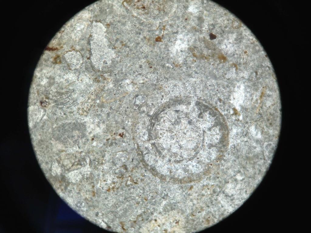 15), textularia, bryzoa ve planktonik foraminifer içeren mikritle doldurulmuştur (Paleontolojik tayinler Prof. Dr. Ercan ÖZCAN tarafından yapılmıştır).