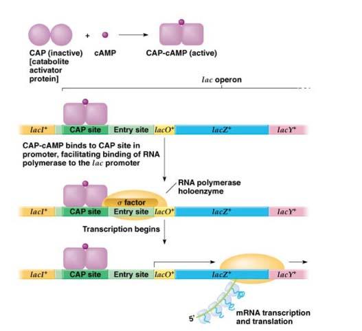 Katabolik represyon (Glukoz etkisi)- operonunun Lac pozitif regülasyonu Laktozun tek başına C kaynağı olduğu durumlarda Pozitif kontrol gözlenir.