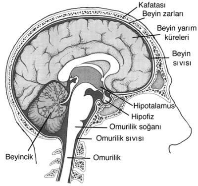 Men 㟀 ngens zarlarından örümceks 㟀 ve 㟀 nce zar tabakası arasında bey 㟀 n om 㟀 r 㟀 l 㟀 k sıvısı bulunmaktadır.