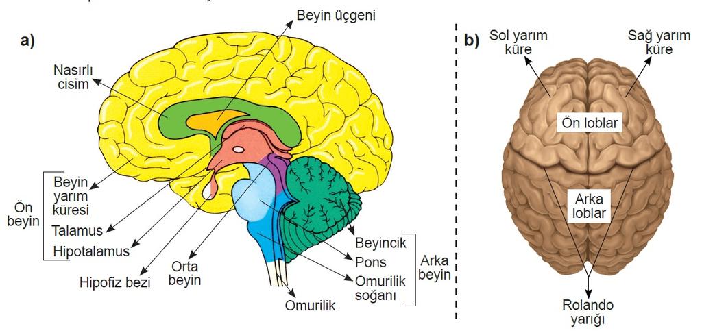 a. Uç Bey 㟀 n Sağ ve sol yarım kürelerden oluşmaktadır. Bazı b 㟀 yoloj 㟀 kaynaklarında uç bey 㟀 ne bey 㟀 n yarım kürler 㟀 den 㟀 lmes 㟀 n 㟀 n neden 㟀 budur.