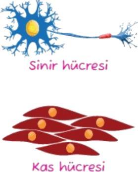 Çkirdkt bulunan v canlıya ait kalıtsal özlliklri taşıyan ipliksi yapı [ kalıtım maddsi (DN) ] kopyalanarak ynisi oluşturulur.