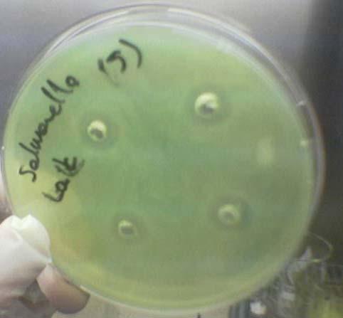 4.ARAŞTIRMA BULGULARI VE TARTIŞMA Resim 4.3. Salmonella paratyphi A nın P.