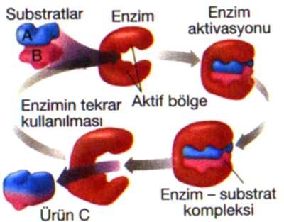 49 Enzim katalizli bir tepkime genel olarak; Enzim+ Substrat Enzim Substrat Enzim+ Ürün biçiminde yazılır.