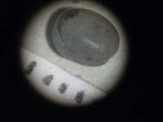 granül (Resimdeki her bir çizgi 1mm ye