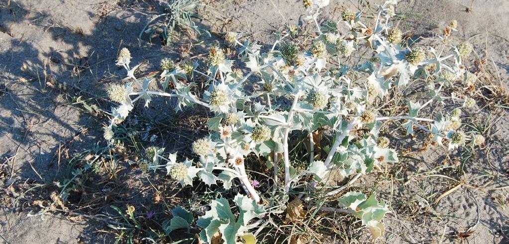 Meral Avcı Fotoğraf 22. Kum boğadikeni (Eryngium maritimum), kumulların çok yıllık otsu bitkileri arasındadır (Foto M. Avcı).