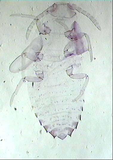 Baş kitinleşmiş olup üzerinde iki adet ventralde, iki adet dorsalde ve iki adet lateralde olmak üzere