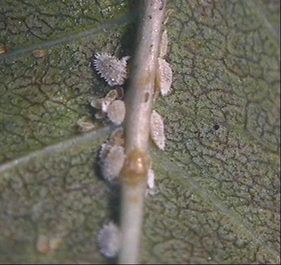 olarak belirlenmiştir. Birinci dönem larva 2003 yılında ilk olarak Basınevleri nde 26 mayısta, Milli kütüphane, Samsun yolu ve A. negundo da iki haziranda, A.