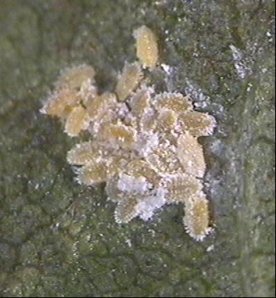 pseudoplatanus ta 15 eylülde, Samsun yolu ve Basınevleri nde 22 eylül tarihinde, Milli kütüphanede 29 eylülde tespit edilmiştir. 2003 yılında birinci larva döneminin populasyonda bulunma süreleri A.