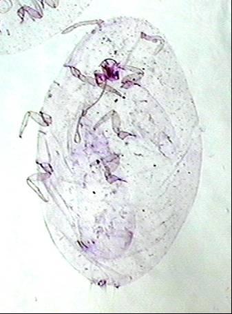 Fakat kış aylarında yapılan preparatların incelenmesi sonucunda kış aylarında ikinci dönem larva ve prepupa döneminde erkek bireylere rastlanmıştır.