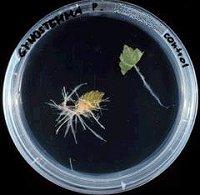 Agrobacterium rhizogenes ve saçak kök ( hairy root ) oluşumu kontrol transformant A. rhizogenes, saçak kök hastalığı etkenidir (Riker et al., 1930; Hildebrand, 1934). 450 türden fazla bitkinin A.