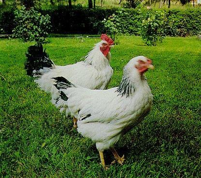 Ontario Agriculteral College de 70 yıl önce elde edilmiş bir saf hattır. Barred Rock-I ile bir ilgisi yoktur. Ancak onlarla melezlendiğin de yüksek performanslı döller elde edilebilmektedir.