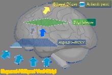 5 ten seçmeli seri yanıt süresi testi Şizofrenide gözlenen prefrontal kortekste glutamaterjik aktivitede azalma