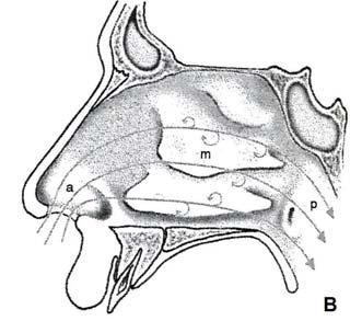 Eksternal ostium, vestibül ve valv alanına giren inspiratuar hava akımı bu bölgede nazal dorsuma hemen hemen paralel seyir göstererek hareket eder ve valv alanını geçtikten sonra horizontal bir seyir