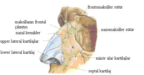 Konka histolojisinin önemli bir karakteristik özelliği de mukozada yer alan çok sayıda ince duvarlı düz kaslar tarafından çevrili venöz sinüslerin bulunmasıdır (Şekil 1).