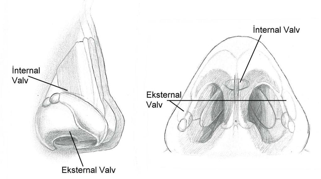 valv ise kolumella, nazal taban girişi ve nazal rim (lobüler kartilajın kaudal sınırı) tarafından oluşturulur. Daha sonra valv açısı ve valv bölgesi iki ayrı kavram olarak ele alınmıştır.