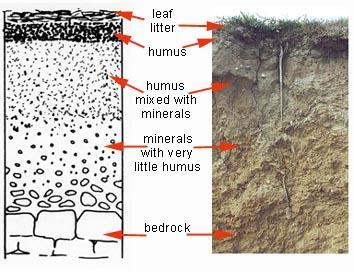 Yaprak döküntüleri humus Minerallerle