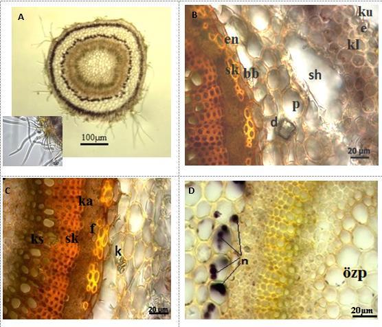Gövde enine kesiti A: Şematik görüntü ve tüyler; B, C: Salgı hücresi ve kristal; D: Parankimada nişasta taneleri ve öz