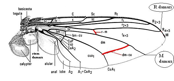 Şekil 3.10 Kanadın M damarı R damara doğru eğilmemiş durumun görünümü (Fonesca 1968 ve Mc Alpine vd. 1981 den değiştirilerek) 11.