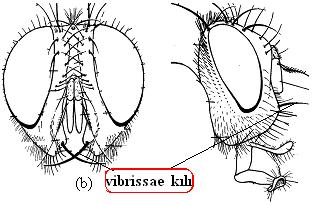 ); pteropleuron un kıllarının arkasında kıl var; vibrissae kılı ağızın üstündedir (Şekil 3.15.b.); beden siyah renkte ve metalik değil; göğüsün açık renkte dalgalı kılları var.