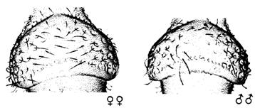 uzundur; Propodeumun posteriorunun ortasında noktalardan oluşmuş paralel bir çizgi var; Petiolun dorsalinde uzunluğuna 7-10 kabartı ve yanlarında en az10 kıl var; Dişilerin ortalama uzunluğu 2.66 mm.