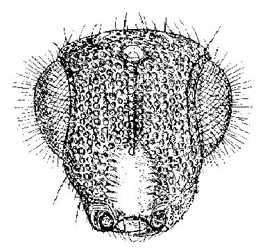 Şekil 3.22 Spalangia rugulosa ve Spalangia nigra nın gözleri arasındaki, çok yoğun ve sık noktalar (Legner 2003 ten ) 7.