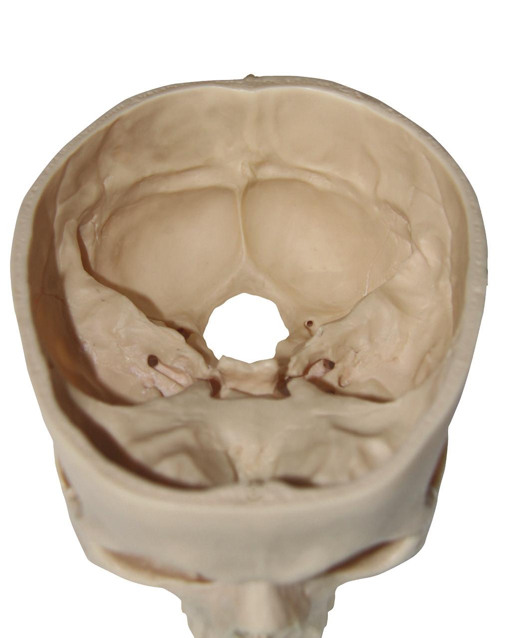 ANATOMİ Basis Cranii Interna, Fossa Cranii Posterior sulcus sinus sagitalis superior protuberantia