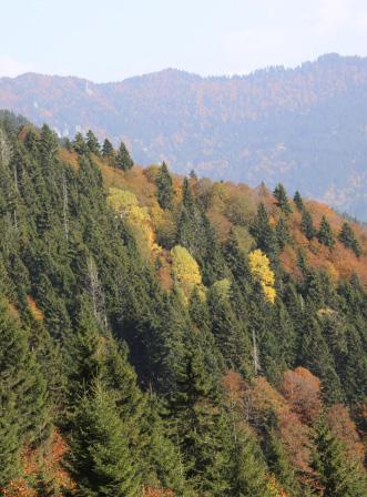 Artvin de Orman Varlığı Çevre ve Orman Bakanlığı Orman Genel Müdürlüğünün İllerimize Göre Orman Varlığımız verilerine göre; orman varlığı