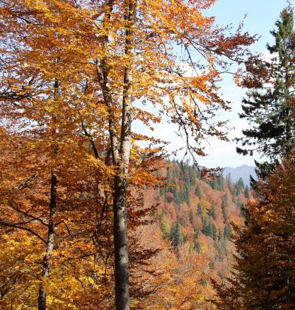 ARTVİN İN DOĞAL BİTKİLERİ Artvin Ormanlarının Asli Ağaç Türlerine Göre Dağılımı Ağaç Türü Alan (Ha) % Fıstıkçamı 125,4 0,03 Anadolu Kestanesi 3.218,8 0,80 Sakallı Kızılağaç 6.