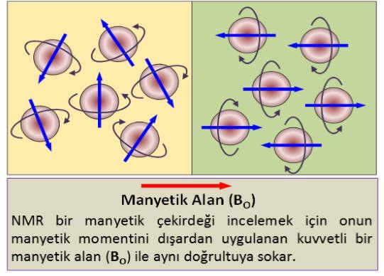 TEMEL PRENSİPLER Manye$k alan taraandan yönlendirilmiş olan çekirdeğin momen$nin yer alabileceği iki enerji seviyesi vardır.