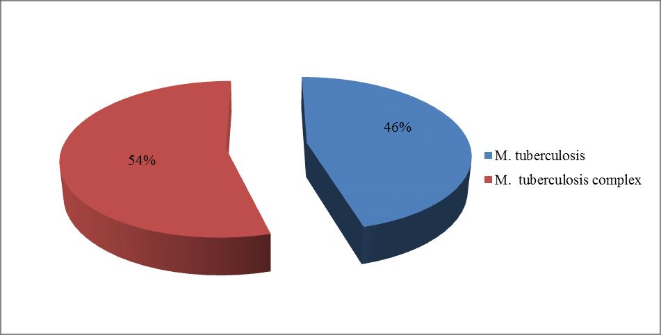 50 ġekil 4.1. Toplam hasta kültürlerinden izole edilen Mycobacterium ların yüzde dağılımı Toplam 92 hasta kültüründen izole edilen mikobakteri basilinden 42 si (%46) M.