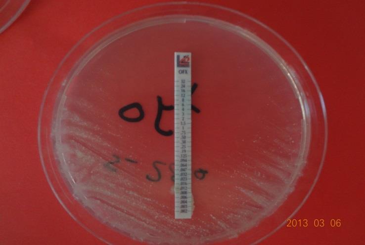 59 Bu çalıģmada izole edilen toplam 42 M. tuberculosis den Ethionamide karģı duyarlılık testinde 40 ı duyarlı, 1 tanesi de dirençli olarak tespit edilmiģtir.