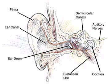 Noise damage occurs HERE KALICI İŞİTME KAYBININ HİÇ