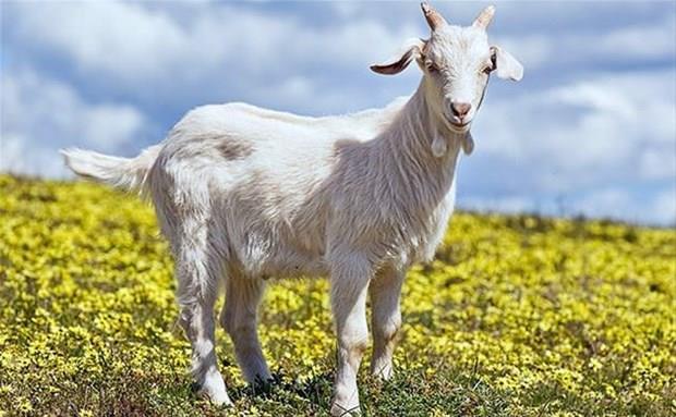 KEÇİ- "(Dişi ve erkek olarak) sekiz eş yarattı: Koyundan iki, keçiden iki.