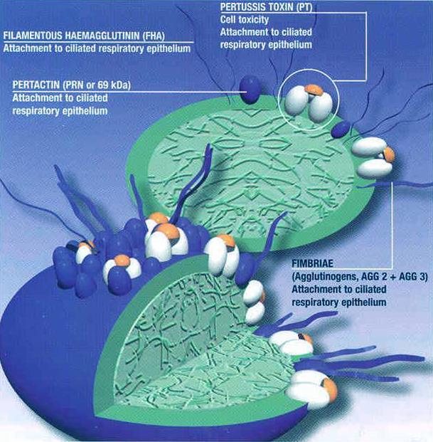 Bordetella Pertussis Toksini (Lenfositoz Promoting Faktör): Salgıladığı Ekzotoksin ile Silialı epitel hücresine tutunma.